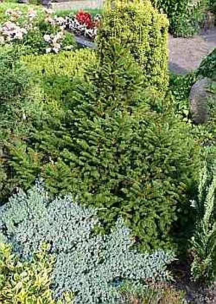 Picea abies Willis Zerg