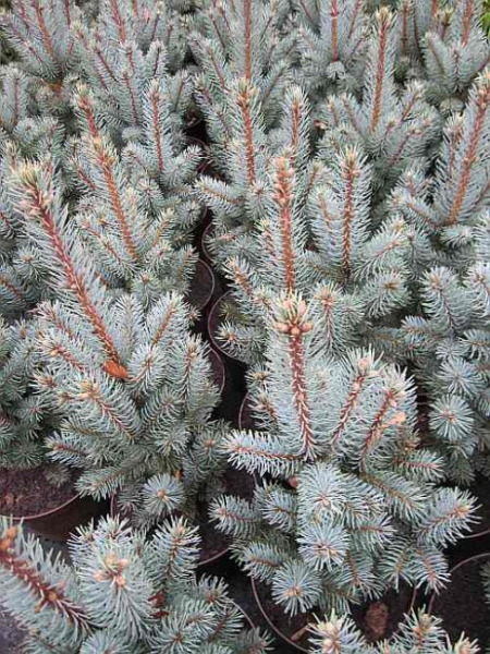 Picea pungens  Iseli Fastigiate