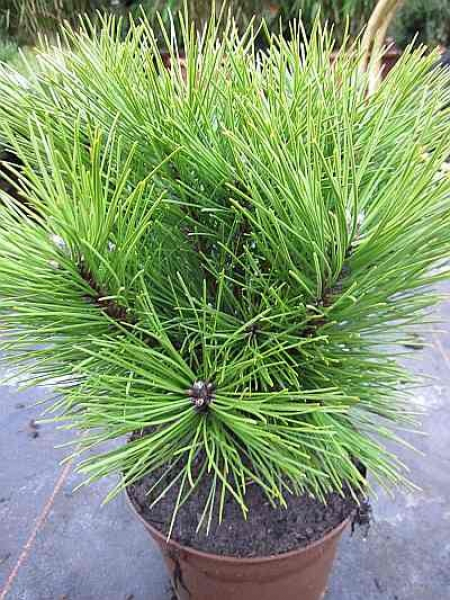 Pinus nigra Kleiner Turm