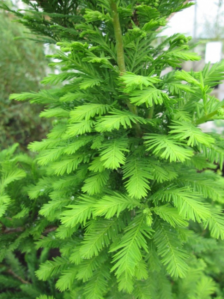Taxodium distichum Peve Minaret - Sumpfzypresse Peve Minaret