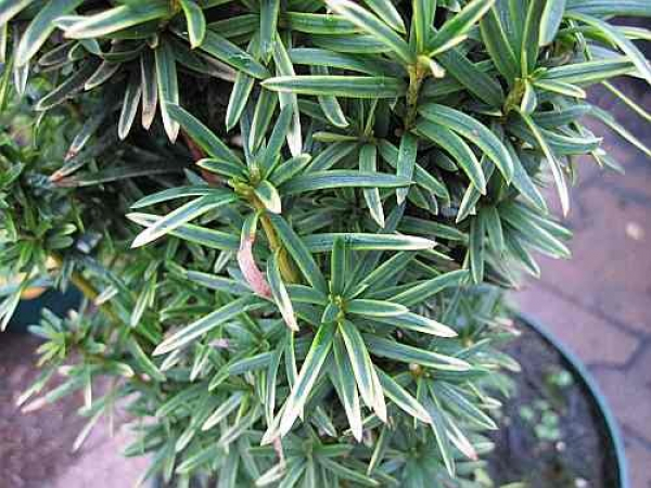taxus baccata kaufen Gemeine Eibe (Taxus baccata) | 60-80 cm im Topf