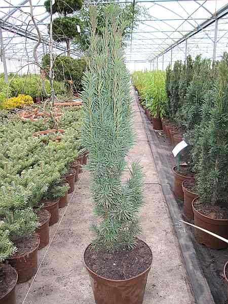 Taxus baccata Fastigiata Robusta