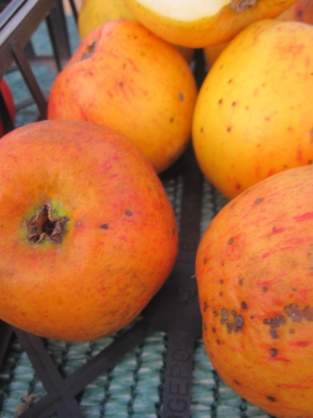 Winterapfelbaum Cox Orange