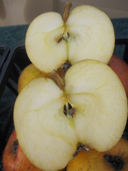 Winterapfelbaum Cox Orange