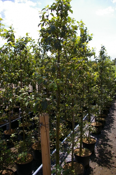 Winterapfelbaum Cox Orange