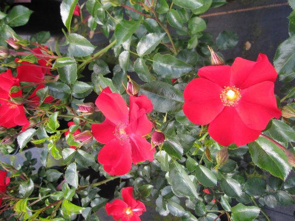 Beetrose Alexander von Humboldt 2