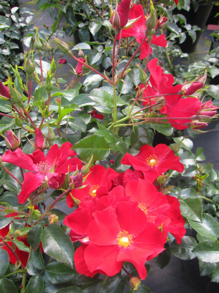 Beetrose Alexander von Humboldt 1