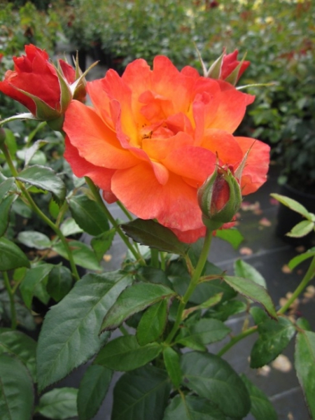 Englische Rose Fellowship