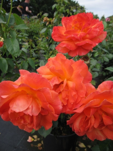 Englische Rose Fellowship