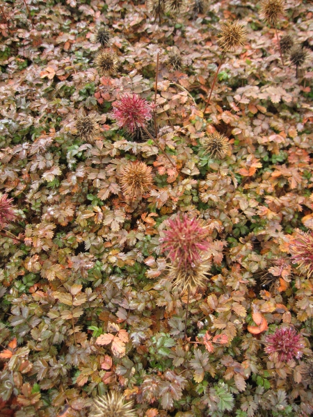 Braunrotes Stachelnüsschen
