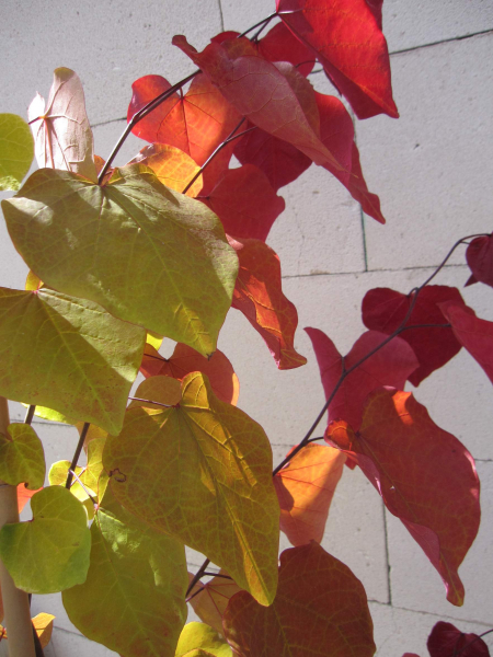 Cercis canadensis Eternal Flame 2