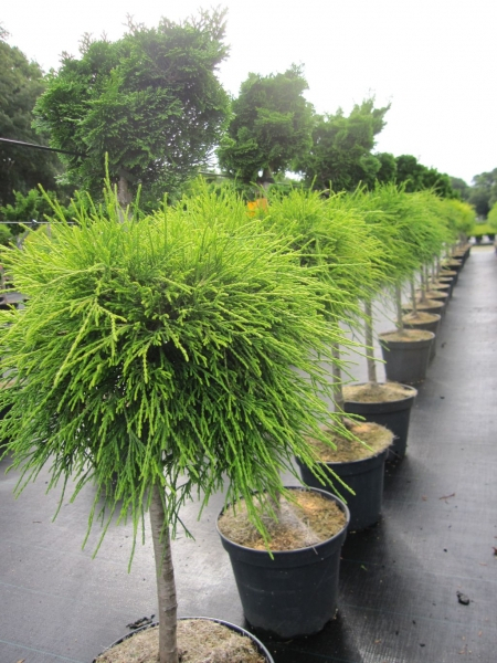 Chamaecyparis pisifera Sungold Chamaecyparis obtusa Nana Gracilis 3
