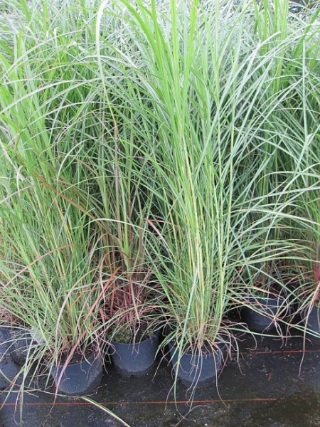 Chinaschilf Septemberrot Miscanthus
