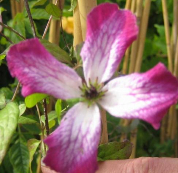 Clematis Tango