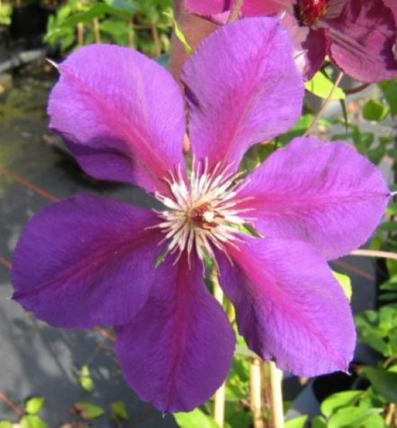 Waldrebe Viola