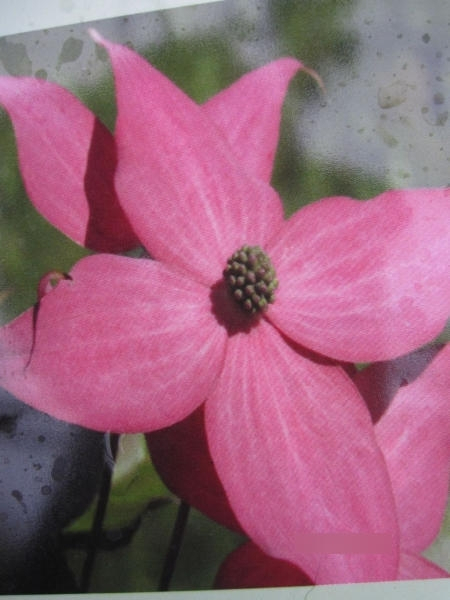 Blumenhartriegel Scarlet Fire
