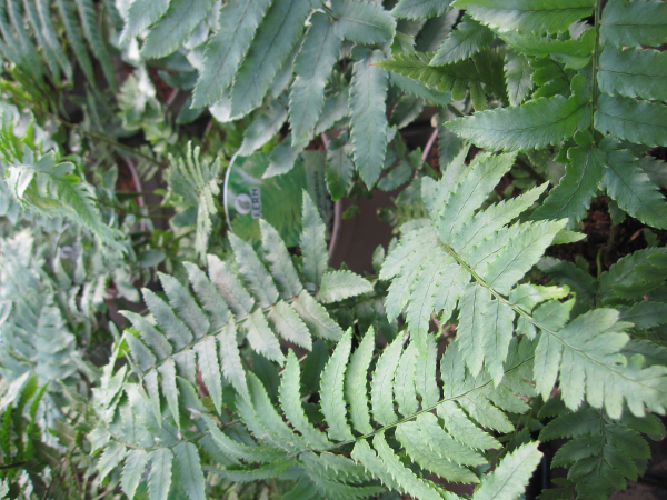 Dryopteris atrata 2