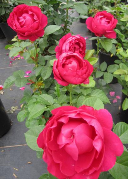 Edelrose Ascot