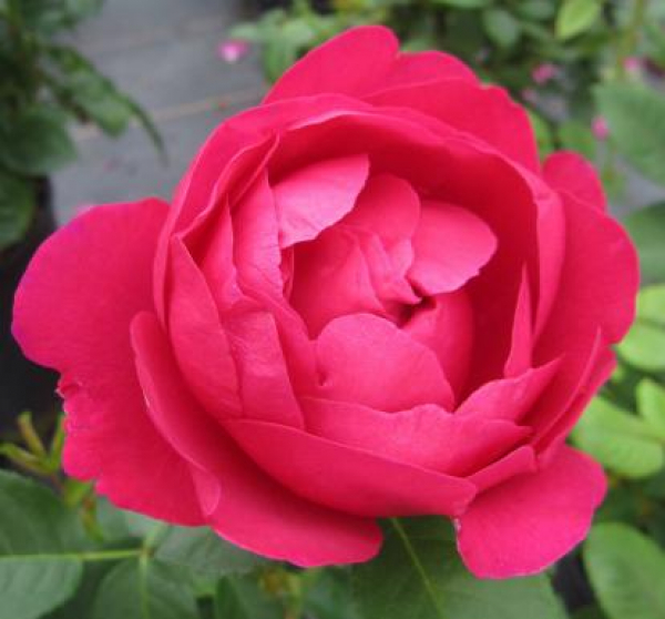 Edelrose Ascot