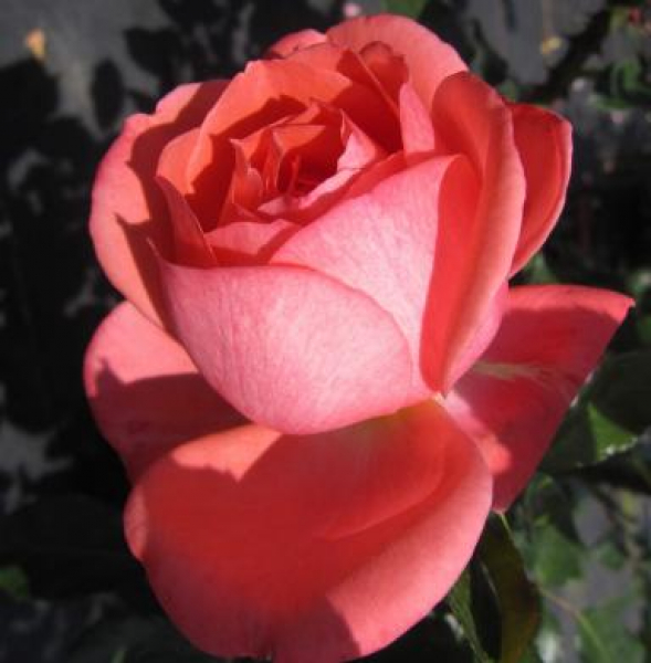 Edelrose Bijou Corail