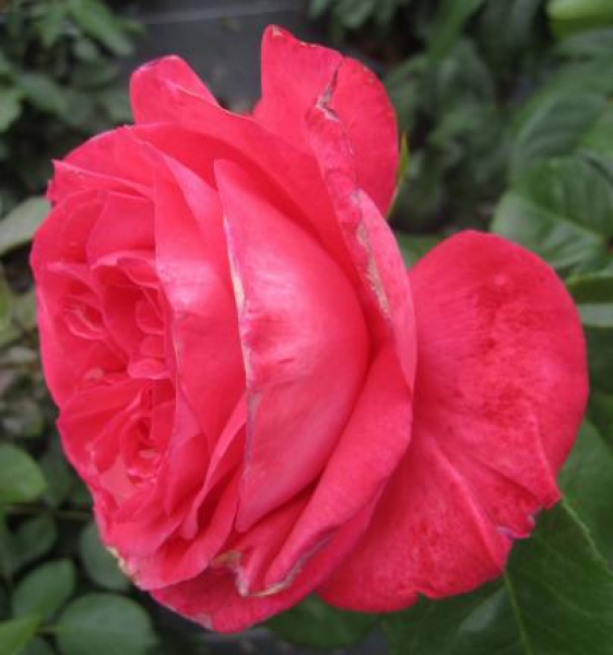 Hochstammrose Cherry Lady