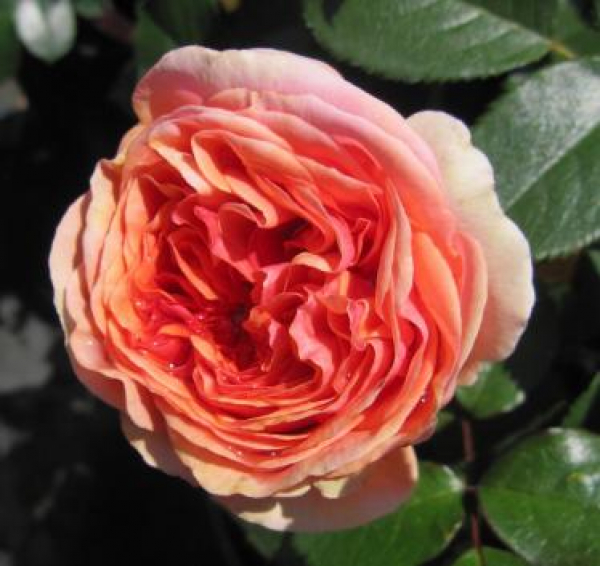 Hochstammrose Rosa Chippendale