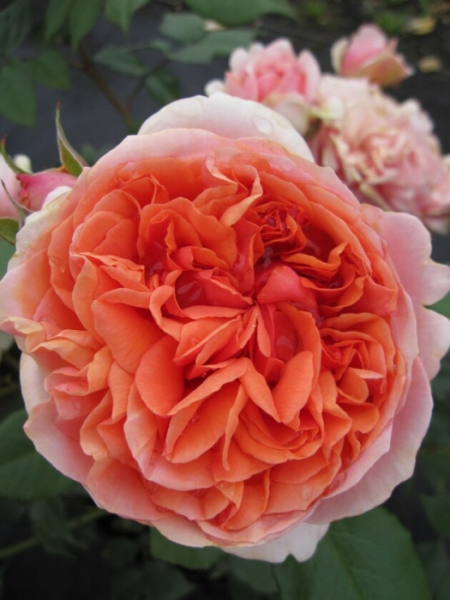 Hochstammrose Rosa Chippendale