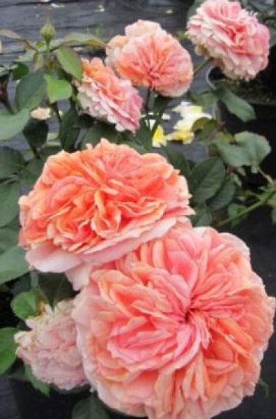 Hochstammrose Rosa Chippendale