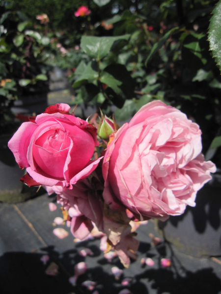 Edelrose Dieter Müller