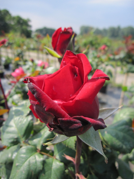 Edelrose Rosa Erotika