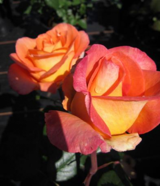 Edelrose Fairest Cape