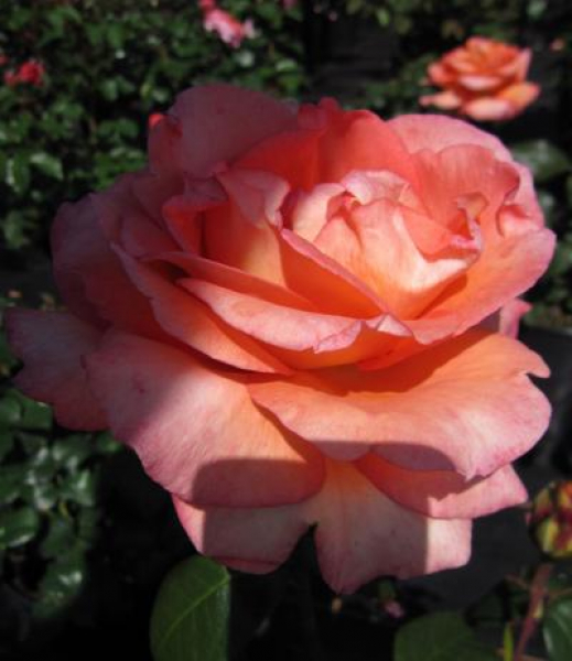 Edelrose Fairest Cape