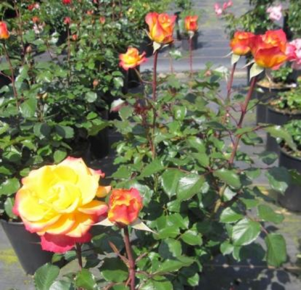 Edelrose Flaming Star