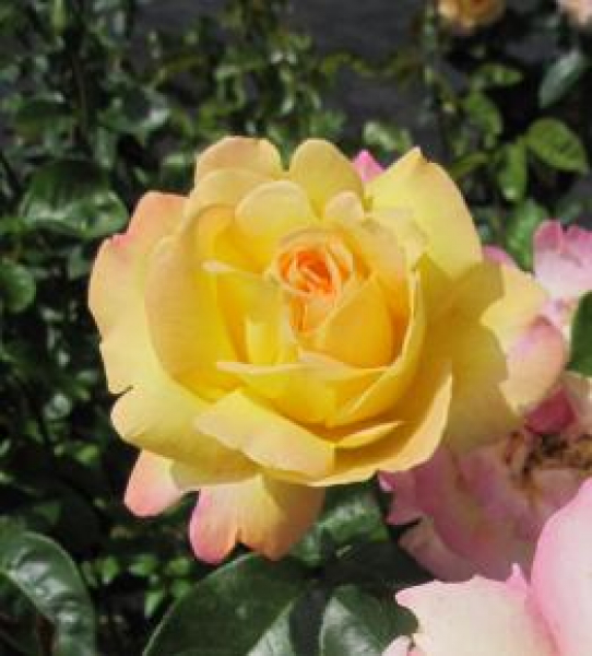Edelrose Gloria Dei