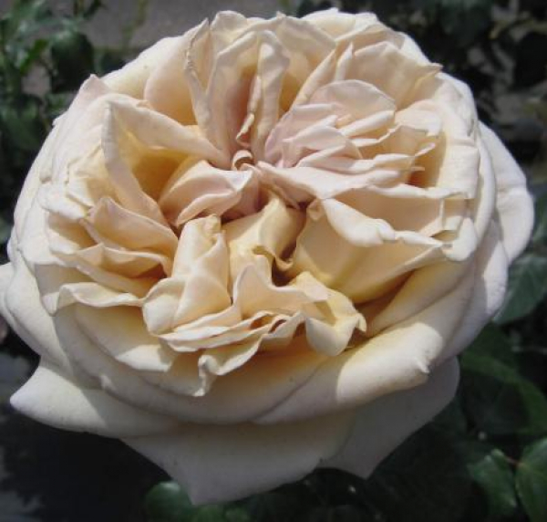 Edelrose Rallye des Gazelles