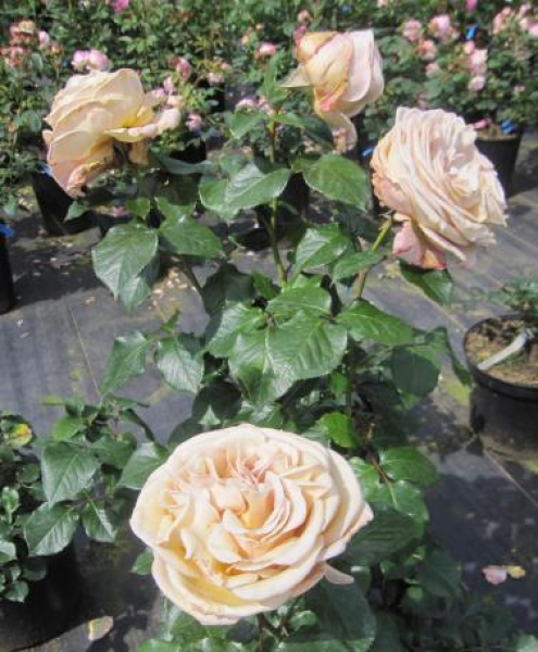 Edelrose Rallye des Gazelles