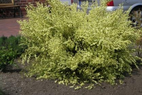 Elfenbeinginster Praecox