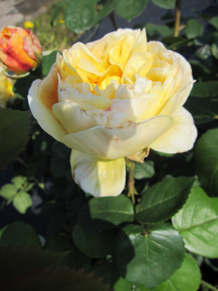 Englische Rose Charles Darwin