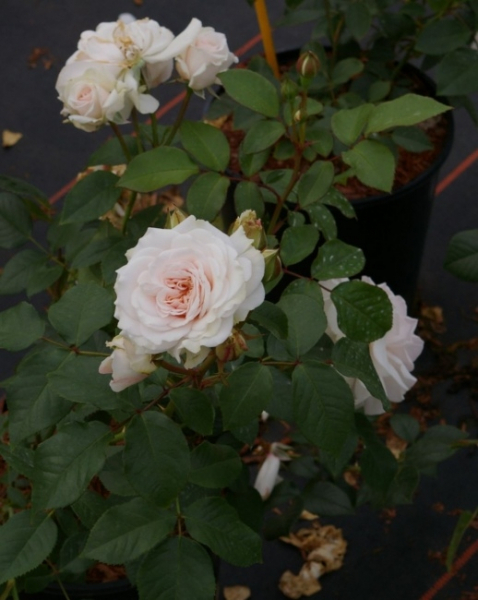 Englische Rose Great North Eastern