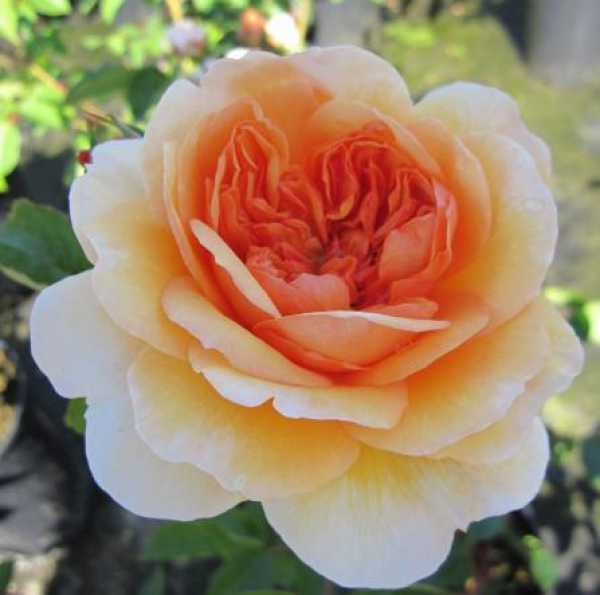 Englische Rose Port Sunlight