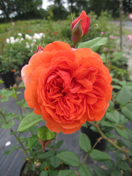 Englische Strauchrosen Rose Summer Song