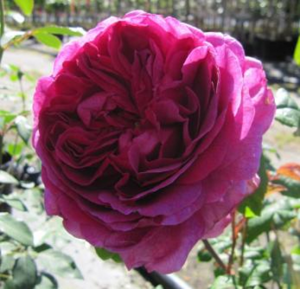 Rose Young Lycidas