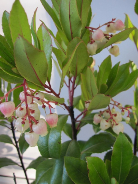 Westlicher Erdbeerbaum