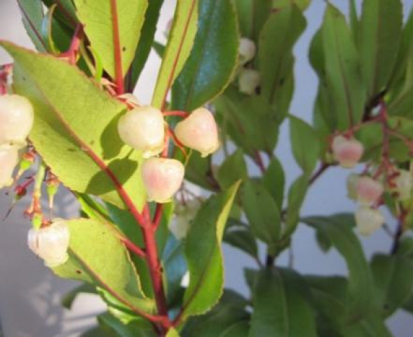 Westlicher Erdbeerbaum