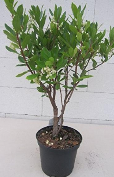 Westlicher Erdbeerbaum