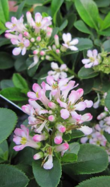 Andenstrauch Pink Elle