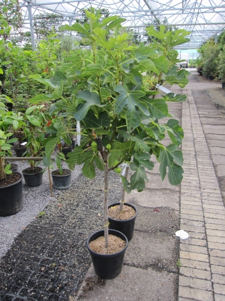 Ficus Feigen Hochstamm Panache