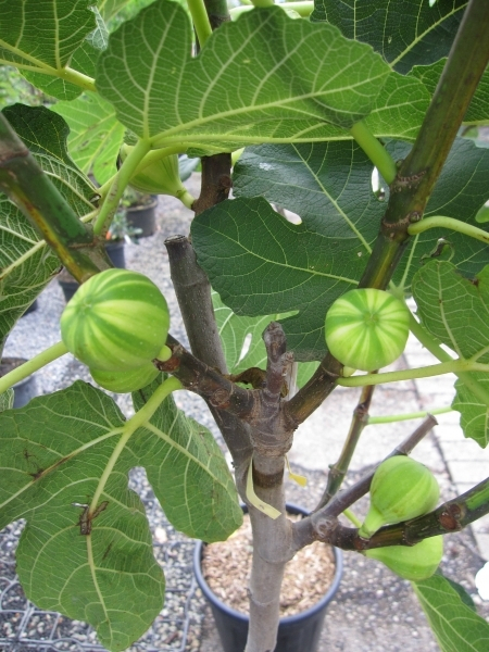 Ficus Feigen Hochstamm Panache