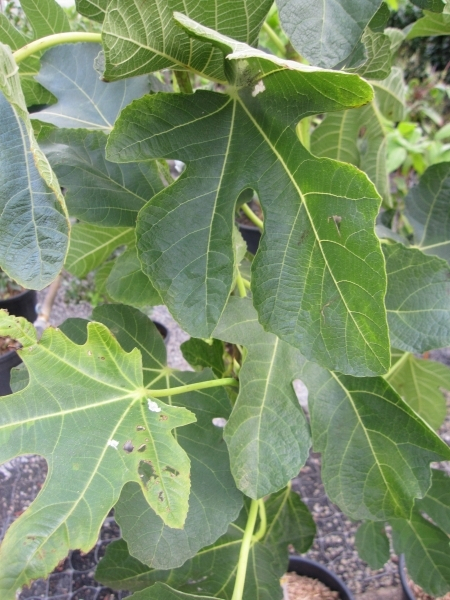 Ficus Feigen Hochstamm Panache