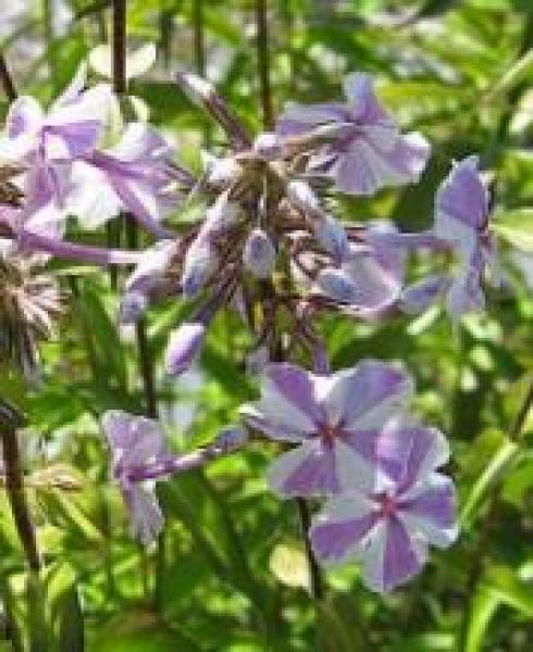 Flammenblume Phlox Natascha